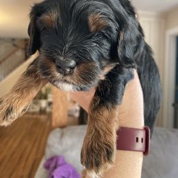 Cavapoo and Poodle Puppies from Mumma’s Standard Poodles
