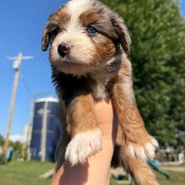 Blu - female Australian Mountain Doodle puppy in Hesperia, Michigan from C4 Ranch