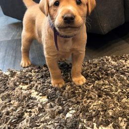 Labrador Retriever Puppies from Britt Turner