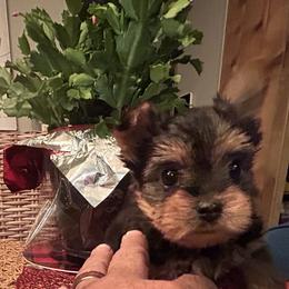 Yorkshire Terrier puppies from Lake Life