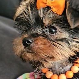 Yorkshire Terriers from YorkieLover