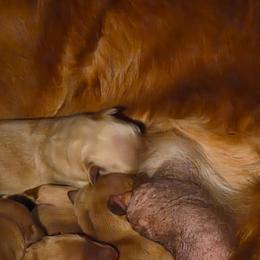 4th pick female - Dark golden female Golden Retriever puppy in Forest Lake, Minnesota from Northern Lights Goldens