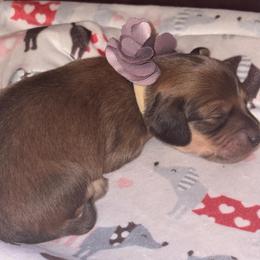 Benji - Red male Dachshund puppy in Saint Paul, Minnesota from Vibrant Eyes Doxies
