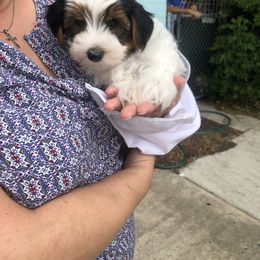 Yorkshire Terrier Puppies from Jackie Jenny’s Precious Yorkies