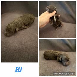 Eli - Brown male Poodle puppy in Piqua, Kansas from Legacy Farms Standard Poodles