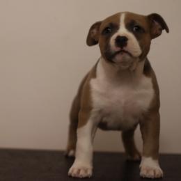 American Bully Puppies from Black Coal Bullies