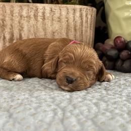 Grace - Red female Cavapoo puppy in Oklahoma from Rocky Oak Cavaliers & Biewer Terriers LLC