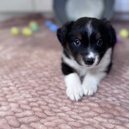 Miniature Australian Shepherd Puppies from Spruce It Up