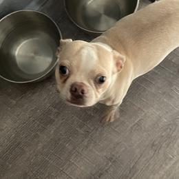 Summer - Boston Terrier