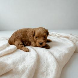 Rosie - Red female Maltipoo puppy in Bells, Texas from Partridge Doodles and Poodles