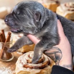 Cinnamon Roll - Blue male German Shepherd puppy in Fort Jennings, Ohio from Von Holtzapple German shepherds