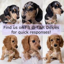 Sully - Dapple male Dachshund puppy in Graceville, Florida from T&R Doxies