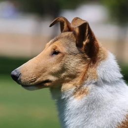 Clark - Collie