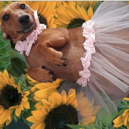 Lunita - Dachshund