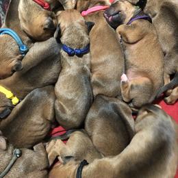 Rhodesian Ridgeback Puppies from Allegro Rhodesian Ridgebacks