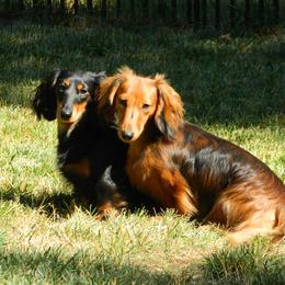 Dachshund All Grown Up from Proud Lake Dachshunds