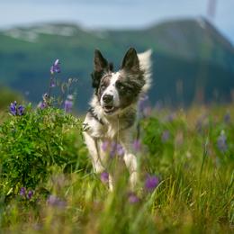 Envy - Border Collie