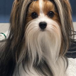 Tommy - Biewer Terrier