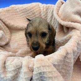 Ron - Red male Dachshund puppy in Gavilan Hills, California from Bacchanal Kennel/Ranch