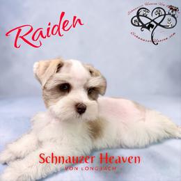 Raiden AKC - Parti male Miniature Schnauzer puppy in Pelzer, South Carolina from Schnauzer Heaven Von Longbach