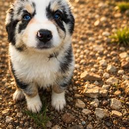 Halo - Blue merle male Miniature Australian Shepherd puppy in Macomb, Missouri from Faunus Farms and Aussies