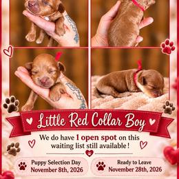 Sunshines Fall Harvest Boys Rusty - Red male Cavapoo puppy in Harrah, Oklahoma from Sunshines Pomeranians & Cavapoos