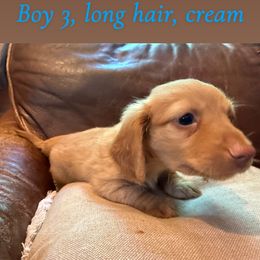 Dachshund Puppies from Hutch hounds
