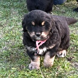 Female Light Pink - female Golden Mountain Dog puppy in Tacoma, Washington from Canyon Meadows Farm