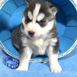 Edward - Black and white male Siberian Husky puppy in Vail, Iowa from Homegrown Huskies