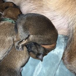 Lion - Fawn male Belgian Malinois puppy in Briggs, Texas from Madhouse’s Belgian Malinois and German Shepherds