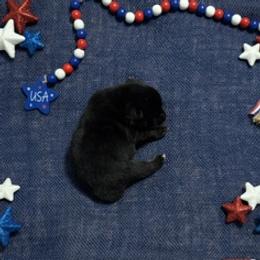 Zoro - Black and tan male Shiba Inu puppy in Tamarac, Florida from The Queen of Shibas