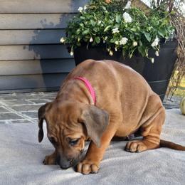 Ezra - Rd whtn blk nose female Rhodesian Ridgeback puppy in Gaffney, South Carolina from Circle D Farms