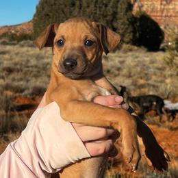 Zinfandel - Fawn male Italian Greyhound puppy in Fredonia, Arizona from Black Hill Italian Greyhounds