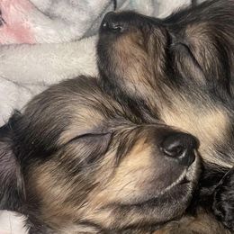 Dachshunds from Azalea Acres Mini Doxies