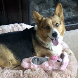 Annie - Pembroke Welsh Corgi