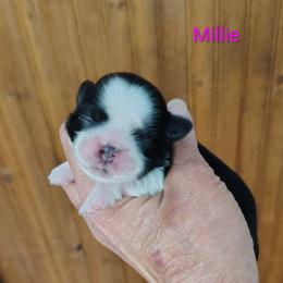 Millie - Black and white female Shih Tzu puppy in Palmyra, New York from Karen's Tzus of Palmyra-Macedon