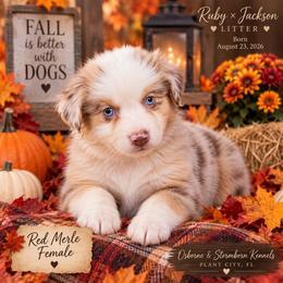 Autumn - Red merle female Miniature American Shepherd puppy in Plant City, Florida from Osborne & Stormborn FL Kennels