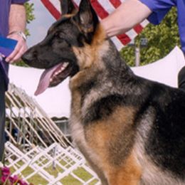 German Shepherds from Alkarah