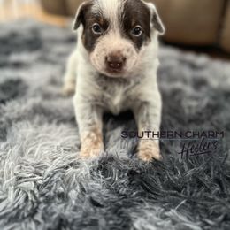 Australian Cattle Dog Puppies from Southern Charm Heelers