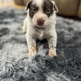 Australian Cattle Dog Puppies from Southern Charm Heelers