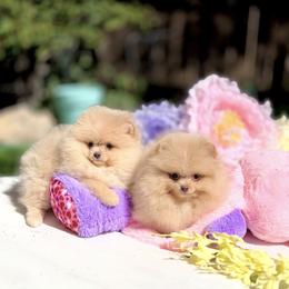Champagne - Cream male Pomeranian puppy in Stockton, California from Pommiepalace