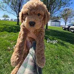 Hugo - Apricot male Goldendoodle puppy in Red Oak, Iowa from Fisher Pups-Stay Golden with a Doodle