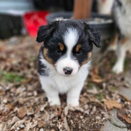 Butterball - Black tri-color male Australian Shepherd puppy in Fort Wayne, Indiana from Grand Ridge Australian Shepherds