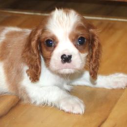 Max - Blenheim male Cavalier King Charles Spaniel puppy in Leonard, Texas from Rising Star Kennels