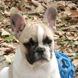 Boston Terriers, Boxers, and French Bulldogs from Azaleas Euro Boxers & Boston Terriers