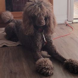 GIGI - Poodle