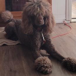 GIGI - Poodle