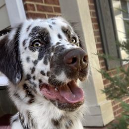 Chipper - Dalmatian