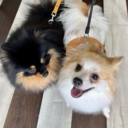Pomeranians from Madhousebullies llc