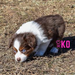 Miniature Australian Shepherd Puppies from Knockout Aussies